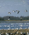 wpe1D.gif (23565 bytes)