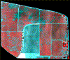 grapes1993 2mpixel res.gif (122561 bytes)