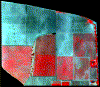 grapes1995 3mpixel res.gif (99965 bytes)