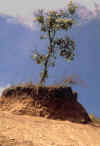 Erosion-1.jpg (110800 bytes)
