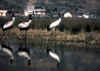 bird-1.jpg (93171 bytes)