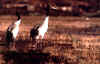 bird-4.jpg (104511 bytes)